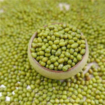 prime qualtiy Green Mung Beans para germinación, MC, tipo 2016,